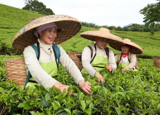 tea process from picking to processing. Pickwick